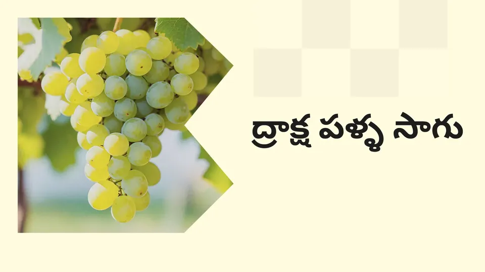 కోర్సు ట్రైలర్: మరింత తెలుసుకోవడానికి ఇప్పుడే ద్రాక్ష సాగు కోర్సు చూడండి.