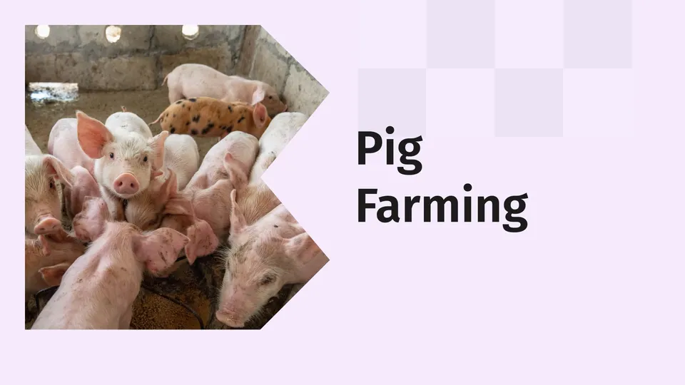 Pig farming video