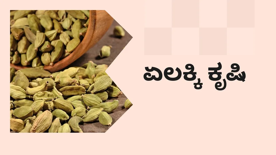 ಕೋರ್ಸ್ ಟ್ರೈಲರ್: ಏಲಕ್ಕಿ ಕೃಷಿ ಕೋರ್ಸ್. ಇನ್ನಷ್ಟು ತಿಳಿಯಲು ವೀಕ್ಷಿಸಿ.