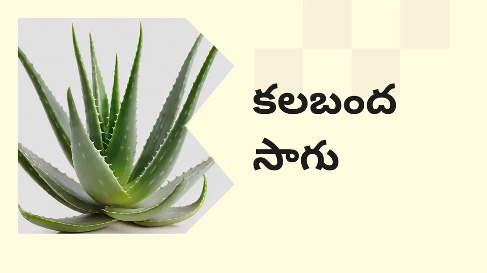Aloe Vera Farming Course Video