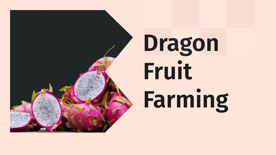 Dragon fruit farming video