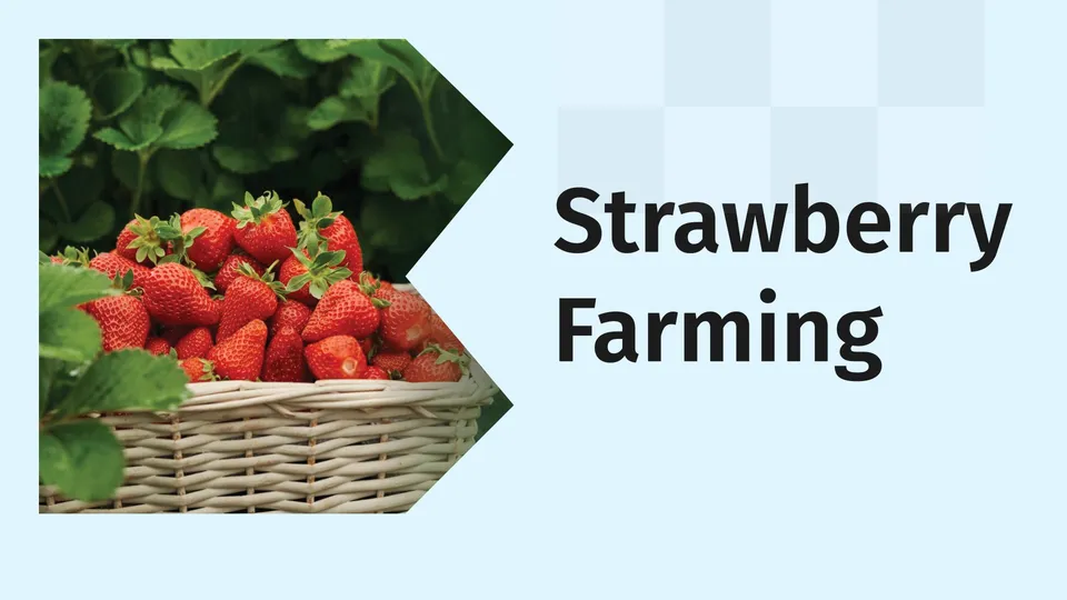 Strawberry Farming Video