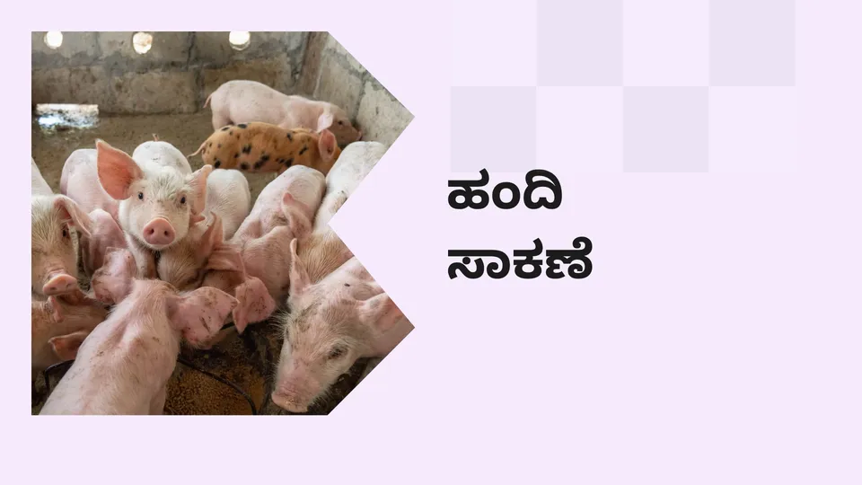 How to start Pig Farming BusinessIn India?