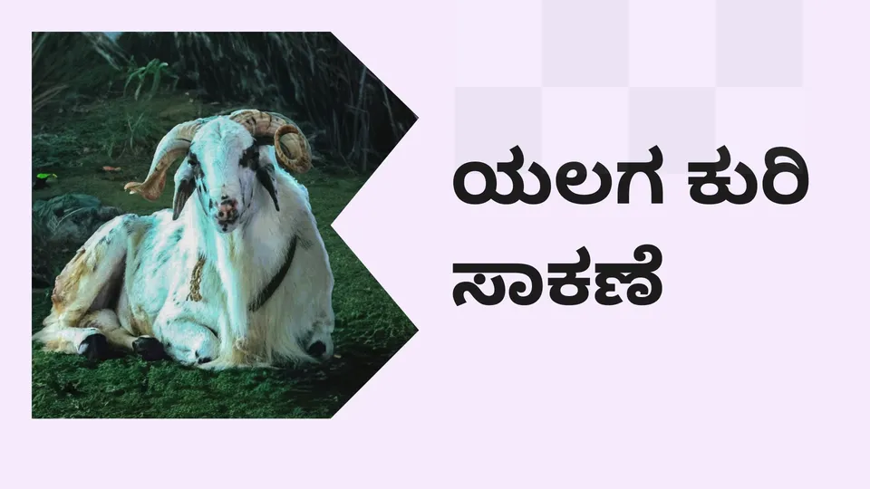 Yalaga Sheep Breeding Course Video