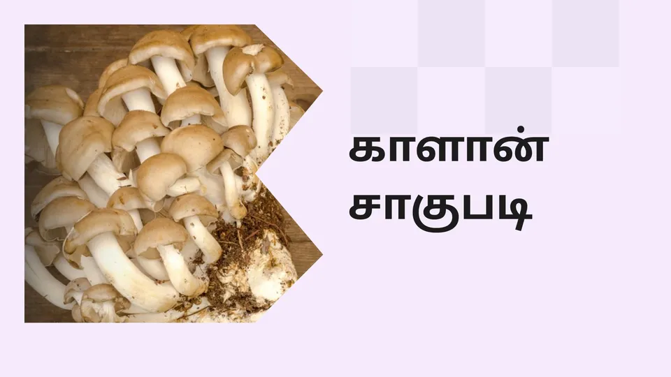Mushroom Farming Course Video
