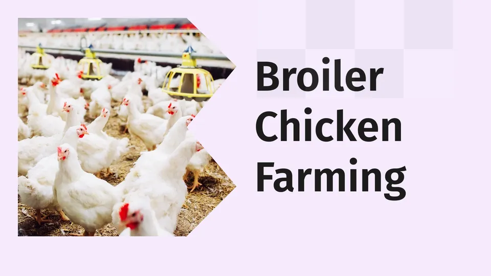 Setup A Broiler Chicken Farm Course video