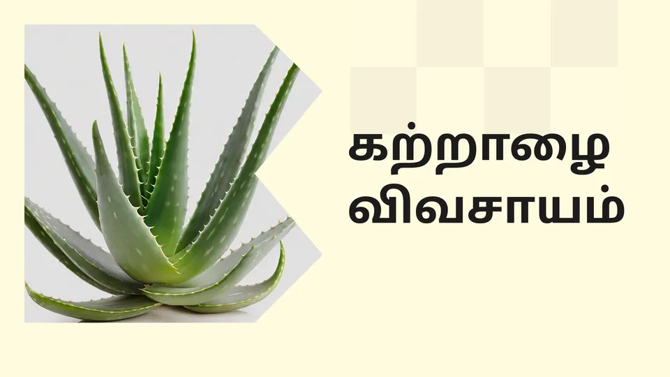 Aloe Vera Farming Course Video