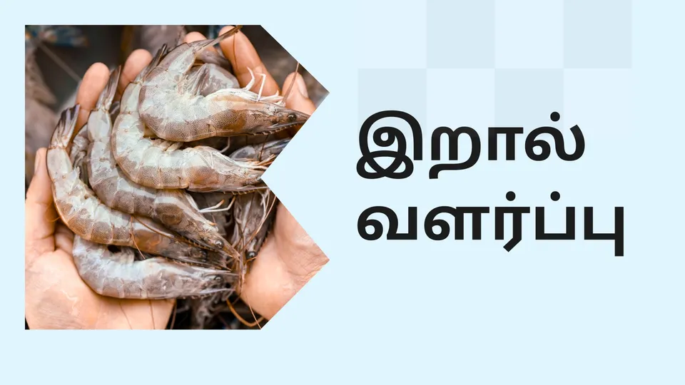 Prawn Farming Course Video