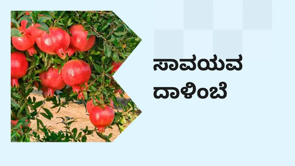 ಕೋರ್ಸ್ ಟ್ರೈಲರ್: ಸಾವಯವ ದಾಳಿಂಬೆ ಕೃಷಿ ಕೋರ್ಸ್. ಇನ್ನಷ್ಟು ತಿಳಿಯಲು ವೀಕ್ಷಿಸಿ.