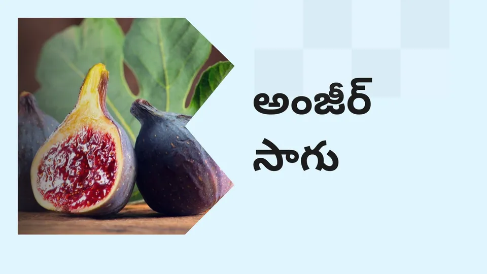 కోర్సు ట్రైలర్: మరింత తెలుసుకోవడానికి ఇప్పుడే అంజీరా ఫార్మింగ్ కోర్సు చూడండి.