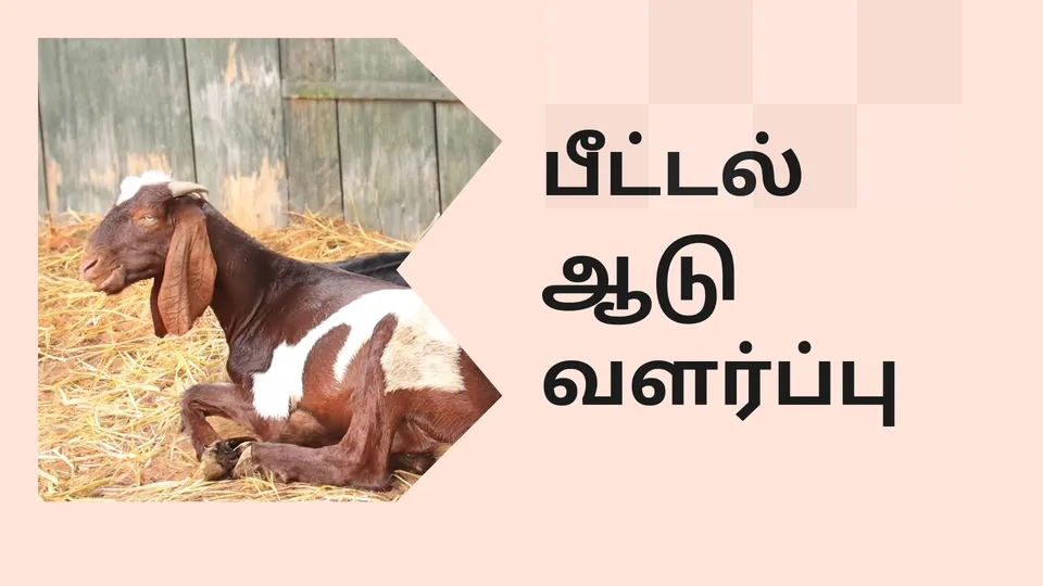 Beetal Goat farming image