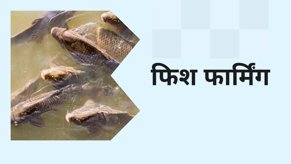 How to start Fish Farming business in India?