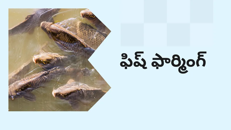 How to start Fish Farming business in India?