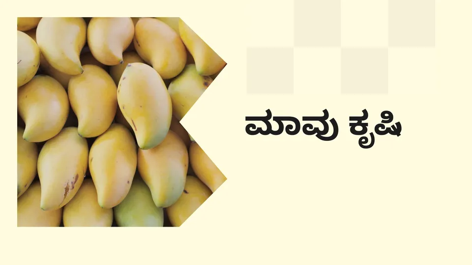 ಕೋರ್ಸ್ ಟ್ರೈಲರ್: ಮಾವು ಕೃಷಿ ಕೋರ್ಸ್. ಇನ್ನಷ್ಟು ತಿಳಿಯಲು ವೀಕ್ಷಿಸಿ.