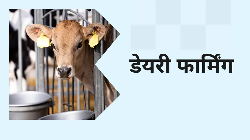 Dairy Farming 