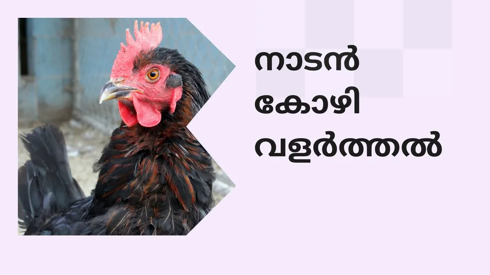 Country Chicken farm Video