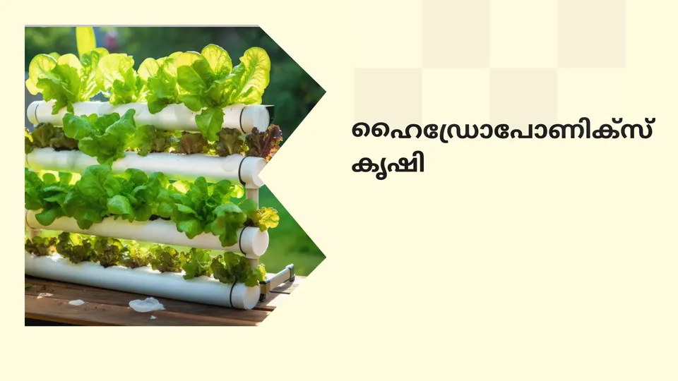 കോഴ്‌സ് ട്രെയിലർ: ഹൈഡ്രോപോണിക്സ് ഫാർമിംഗ് കോഴ്സ്. കൂടുതൽ അറിയാൻ കാണുക.
