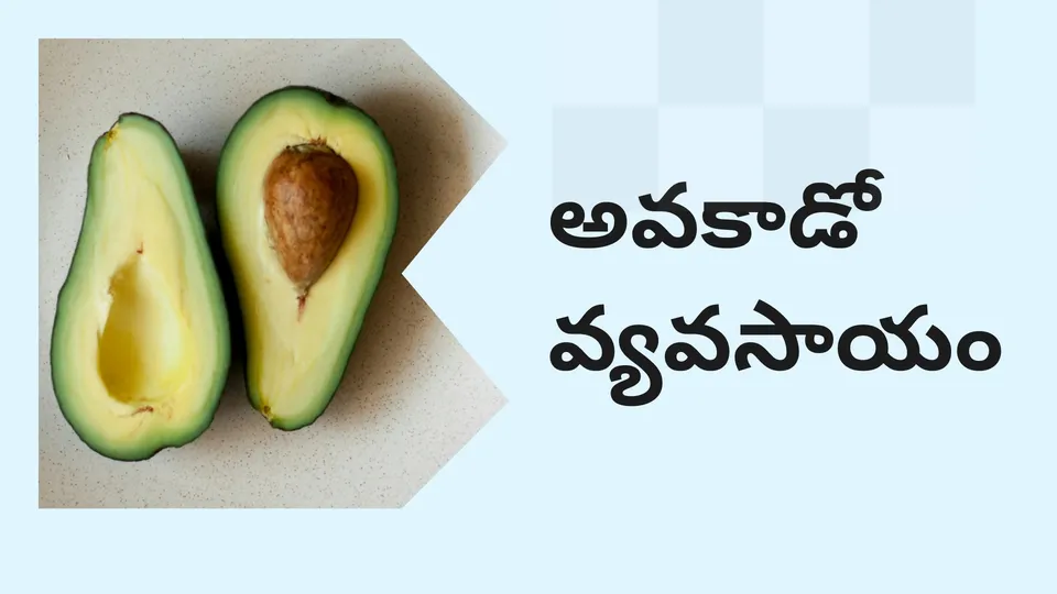 కోర్సు ట్రైలర్: మరింత తెలుసుకోవడానికి ఇప్పుడే అవకాడో వ్యవసాయం కోర్సు చూడండి.