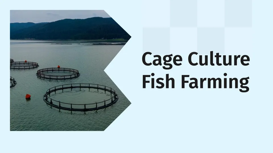 Cage Culture Fish Farming Course Video