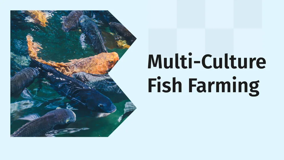 Multi Culture Fish Farming Course Video