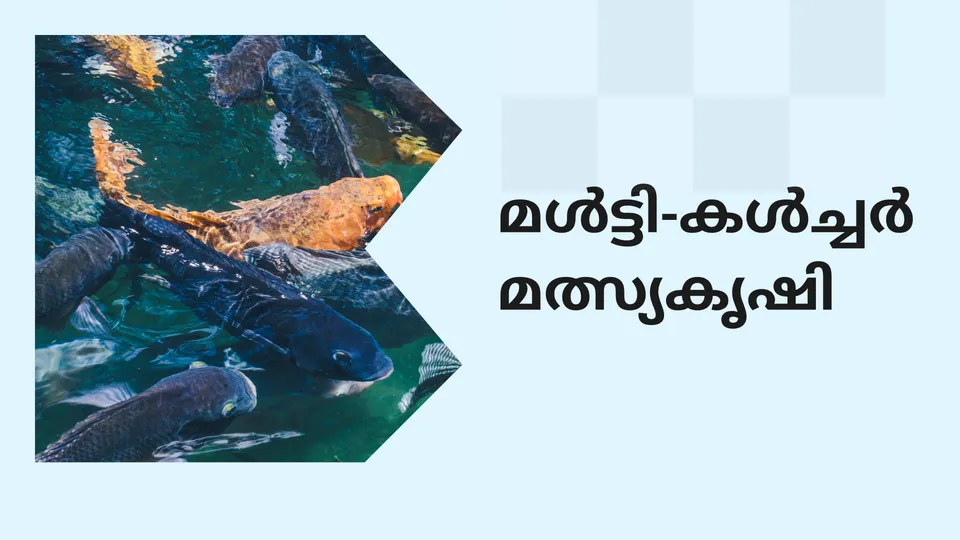 Multi Culture Fish Farming Course Video