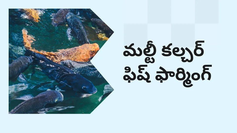 కోర్సు ట్రైలర్: మరింత తెలుసుకోవడానికి ఇప్పుడే మల్టీ కల్చర్ (బహుళ జాతి) చేపల పెంపకం కోర్సు చూడండి.