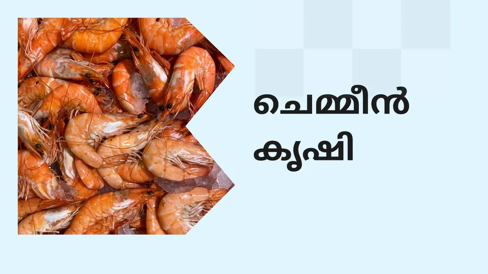About Prawn Farming Course Video
