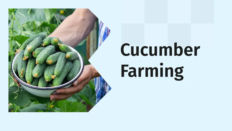 Cucumber Farming Course Video