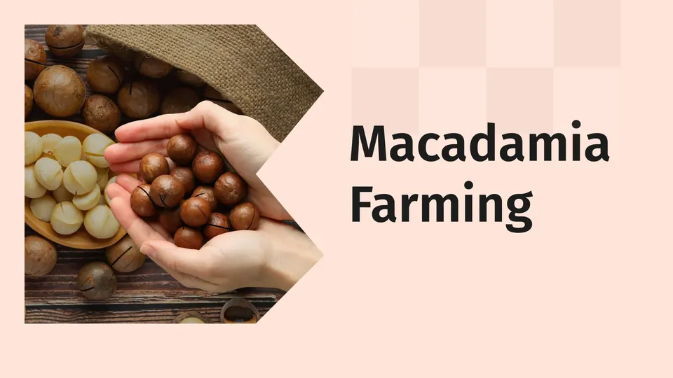 Macadamia farming course video