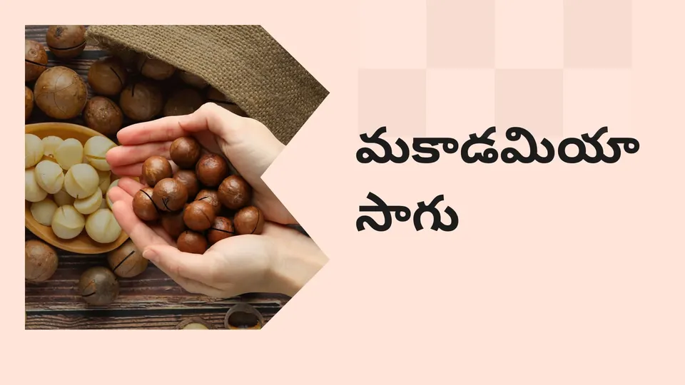 Macadamia farming course video