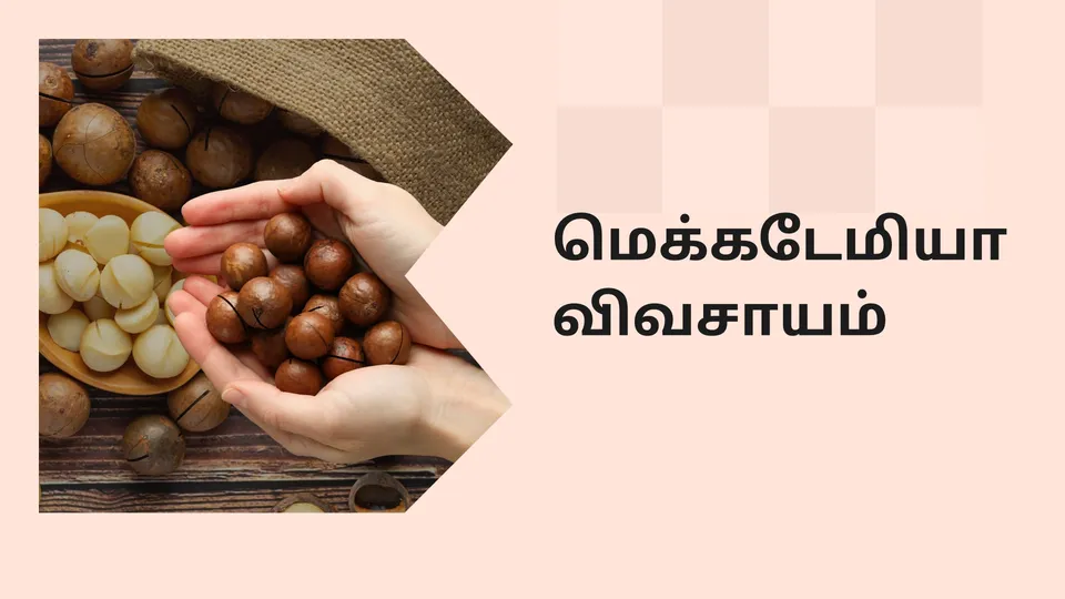 Macadamia farming course video