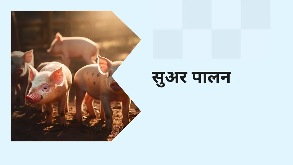 Ultimate Guide to Planning and Preparation of Pig 