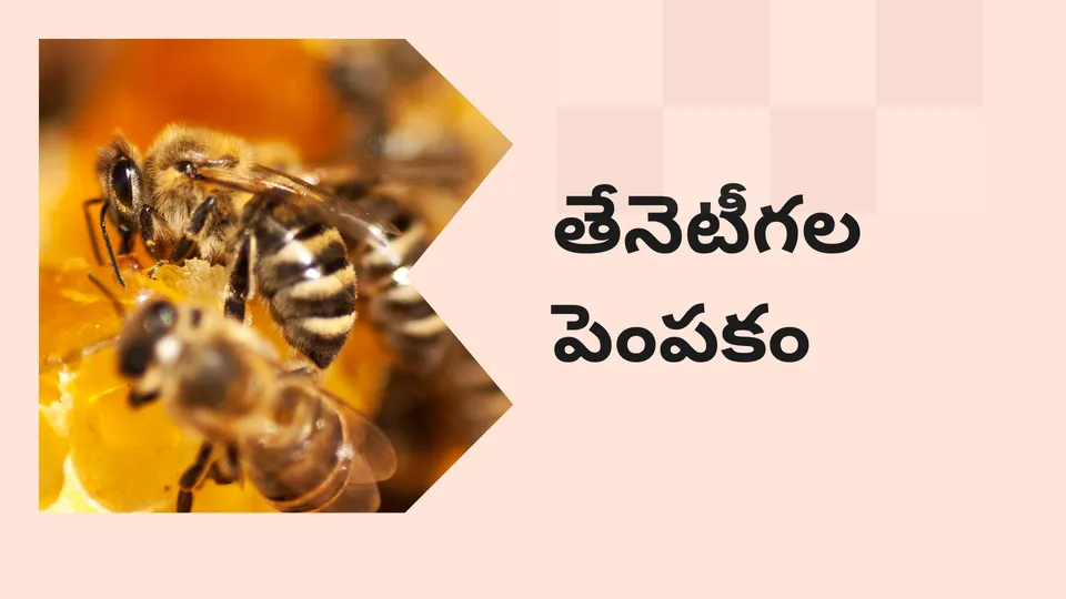 Start a Successful Honey Bee Farming Course Video