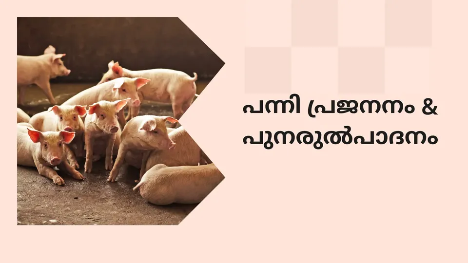 Breeding &Reproduction in Pig Farming Course Video