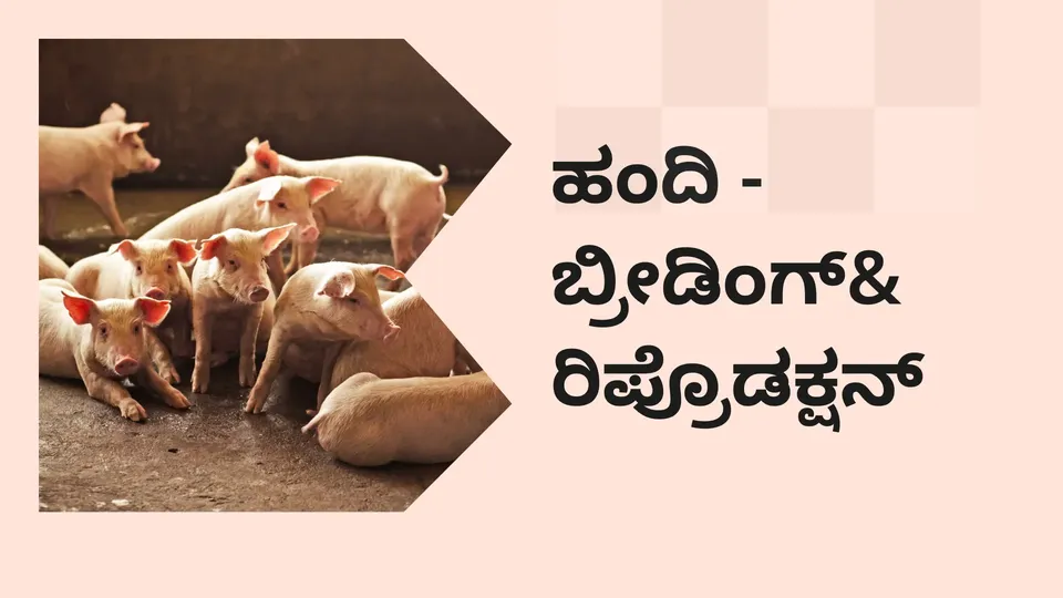 Breeding &Reproduction in Pig Farming Course Video