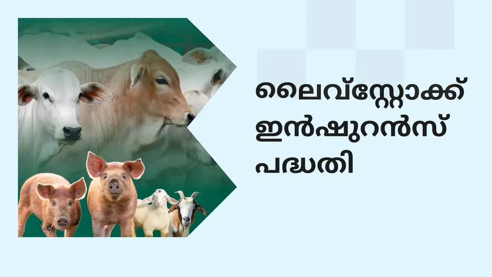 Livestock Insurance Scheme Course Video