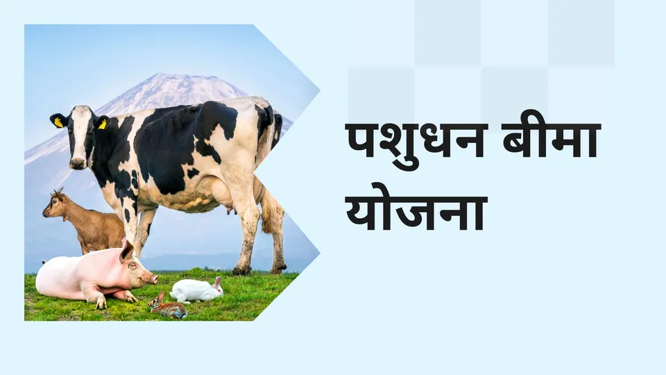 Livestock Insurance Scheme Course Video