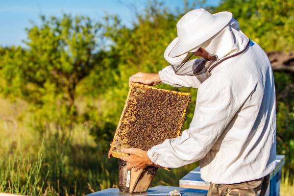 Honey Bee Farming Skills & Resources: Start or Grow Your Business with ffreedom app