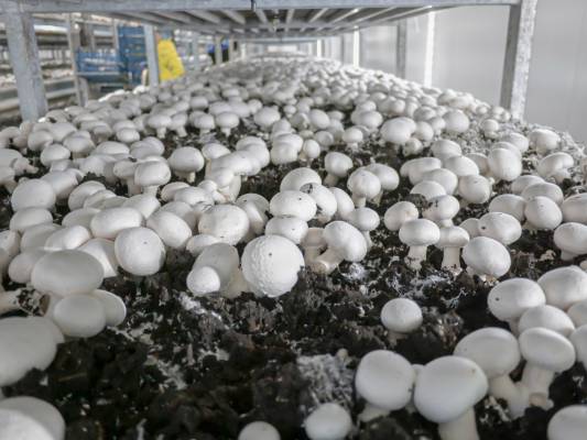 Mushroom Farming Skills & Resources: Start or Grow Your Business with ffreedom app