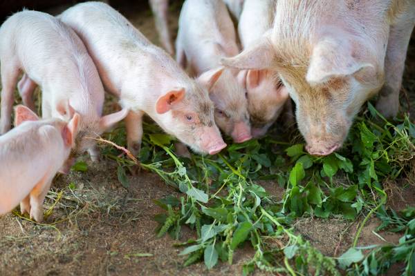 Pig Farming Skills & Resources: Start or Grow Your Business with ffreedom app