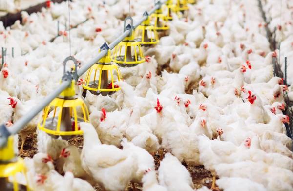 Poultry Farming Skills & Resources: Start or Grow Your Business with ffreedom app