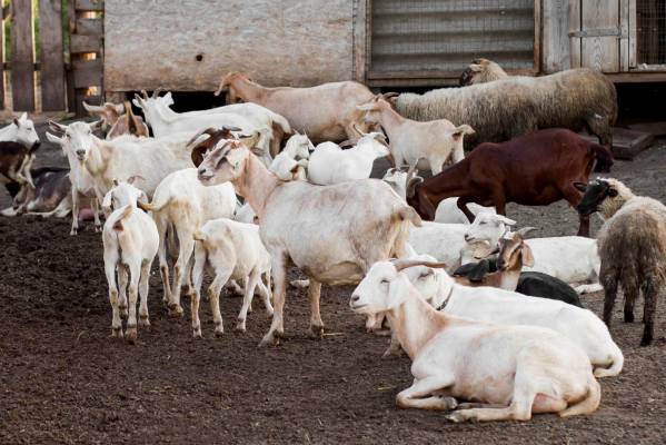 Sheep & Goat Farming Skills & Resources: Start or Grow Your Business with ffreedom app